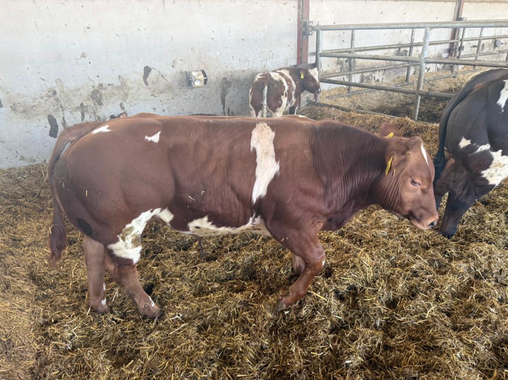 Dikbil VRB verbeterd roodbont stier dekstier, Dieren en Toebehoren, Runderen, Mannelijk