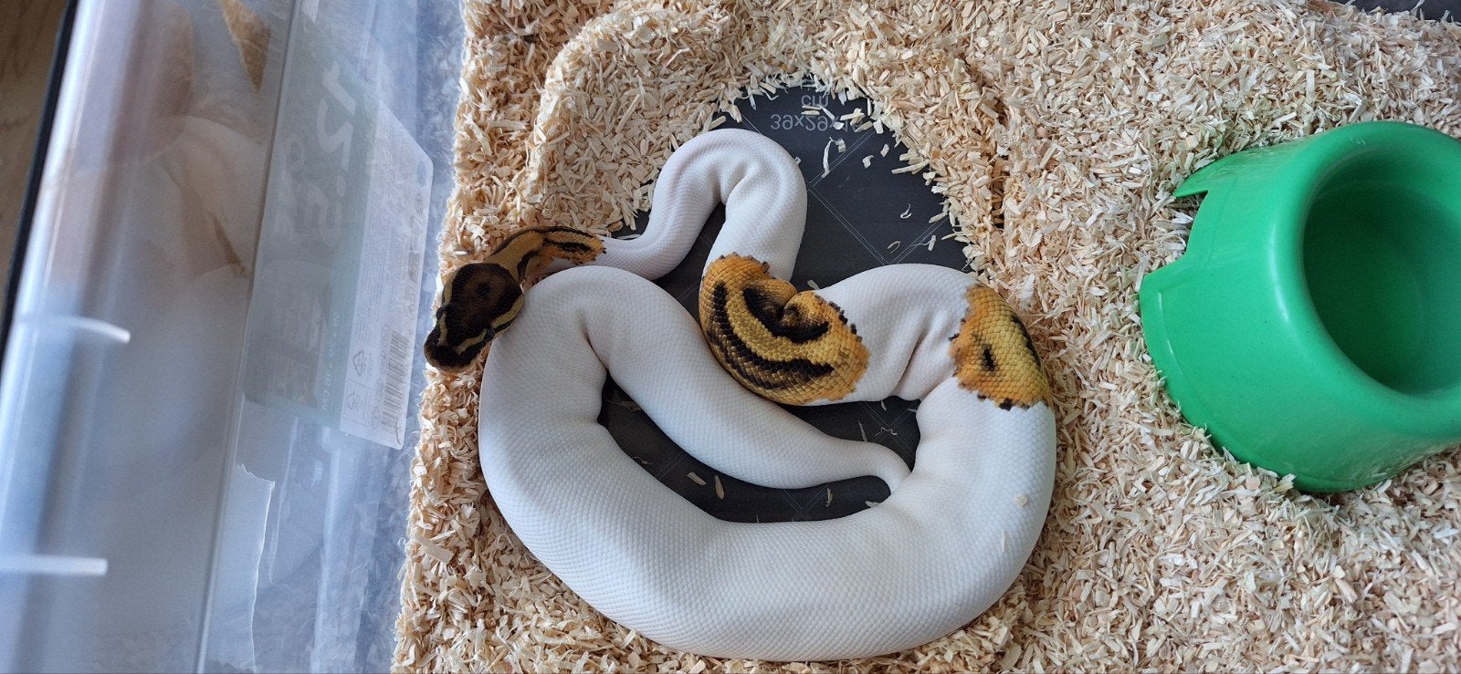 pastel pied het hypo 50%het ultramel Ball Python photo 3
