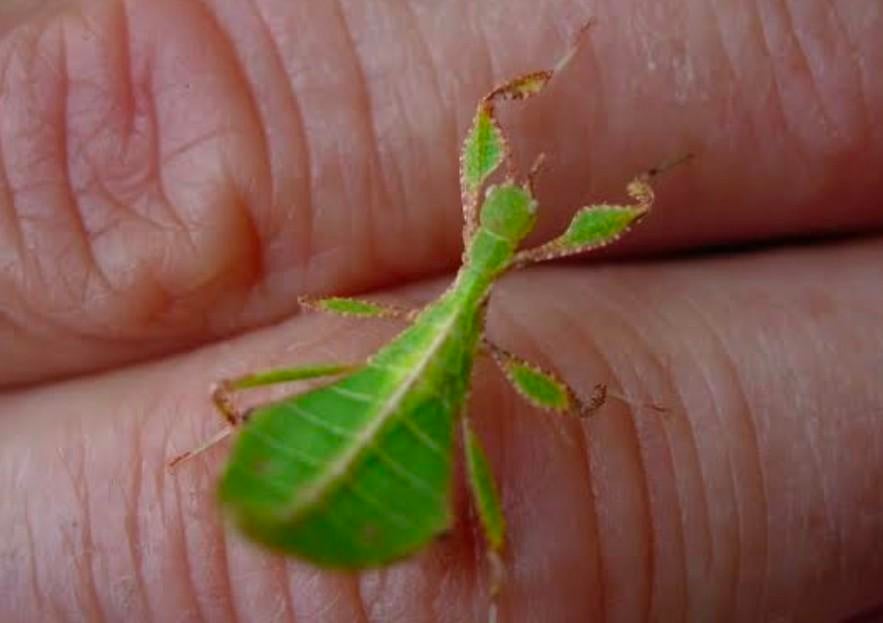 Jonge wandelde bladeren phyllium, Dieren en Toebehoren, Overige soorten