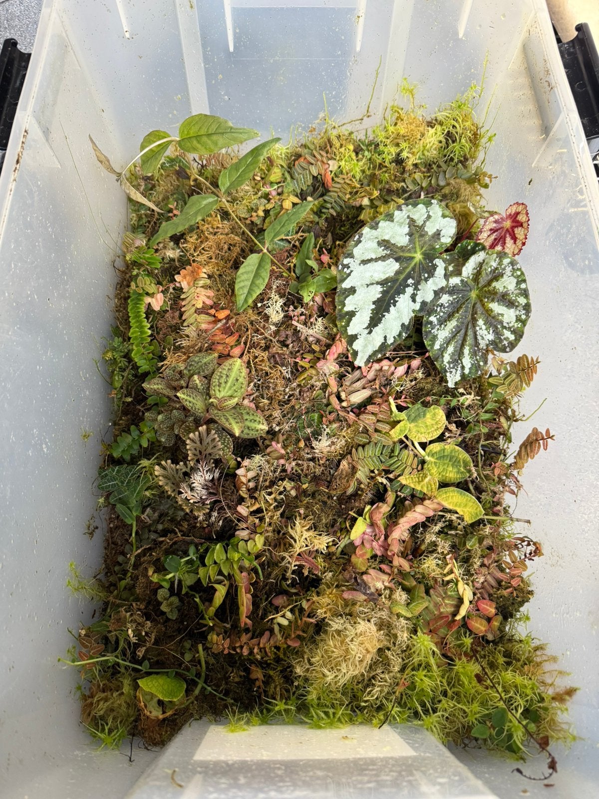 Tropische terrarium planten #bak1 (70L-bak), Huis en Inrichting, Kamerplanten, Ophalen, Halfschaduw, Minder dan 100 cm