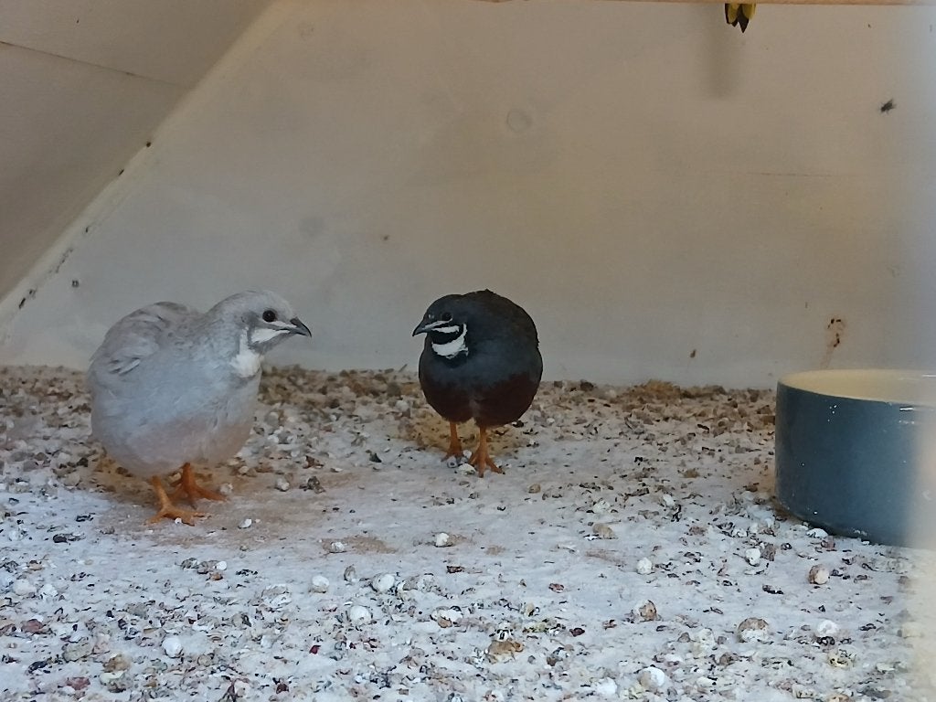 Chinese dwergkwartel haantjes, Meerdere dieren, Tropenvogel