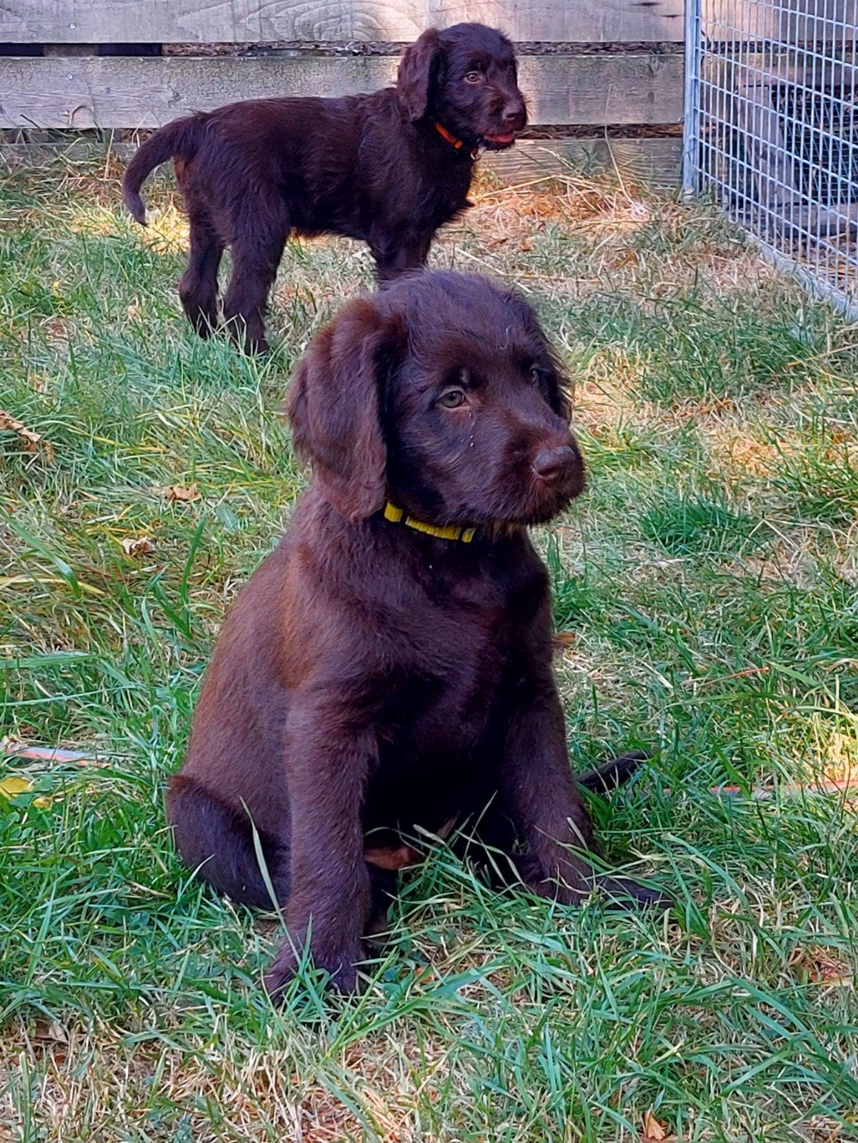 labrador x labradoodle pup, Reu, 8 tot 15 weken, Eén hond, Middel