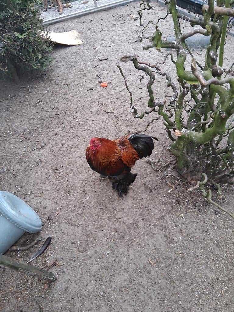 Kriel Brahma Hanen, Dieren en Toebehoren, Pluimvee, Mannelijk, Kip