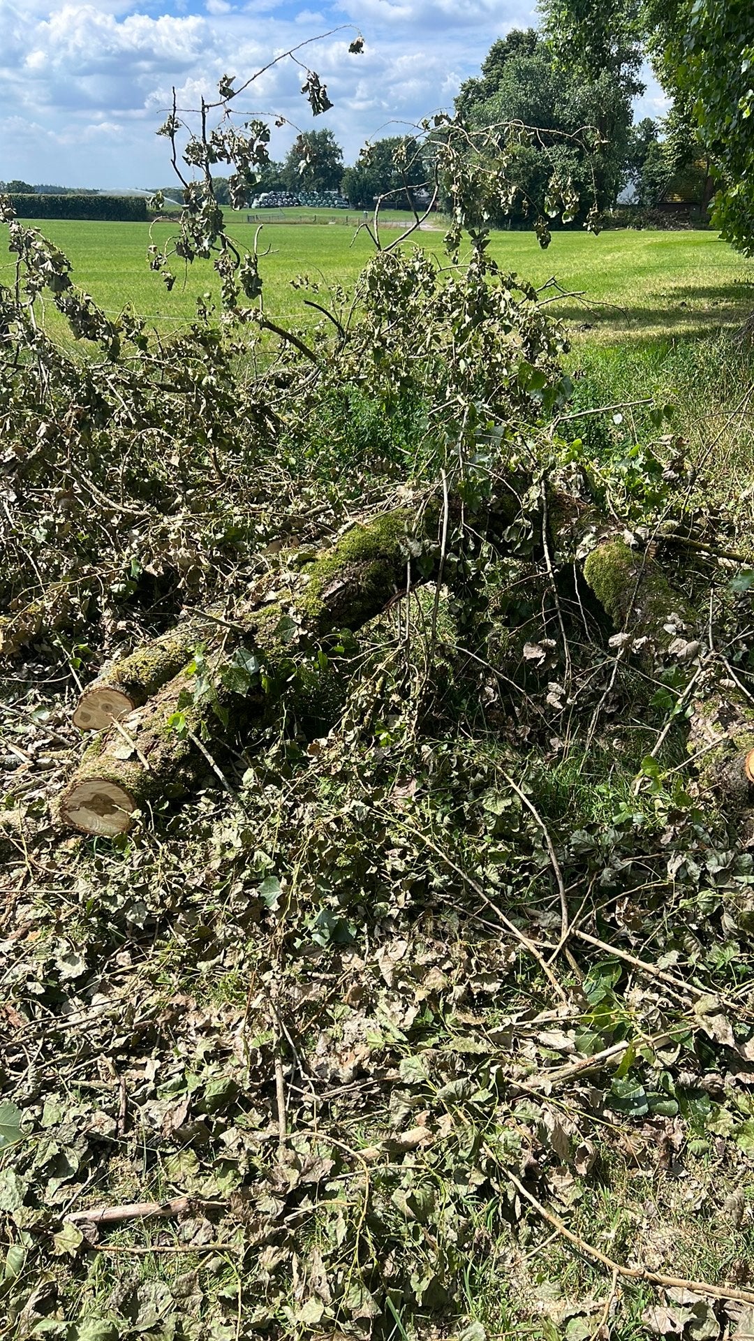 Gratis haardhout van populier, Tuin en Terras, Minder dan 3 m³, Ophalen