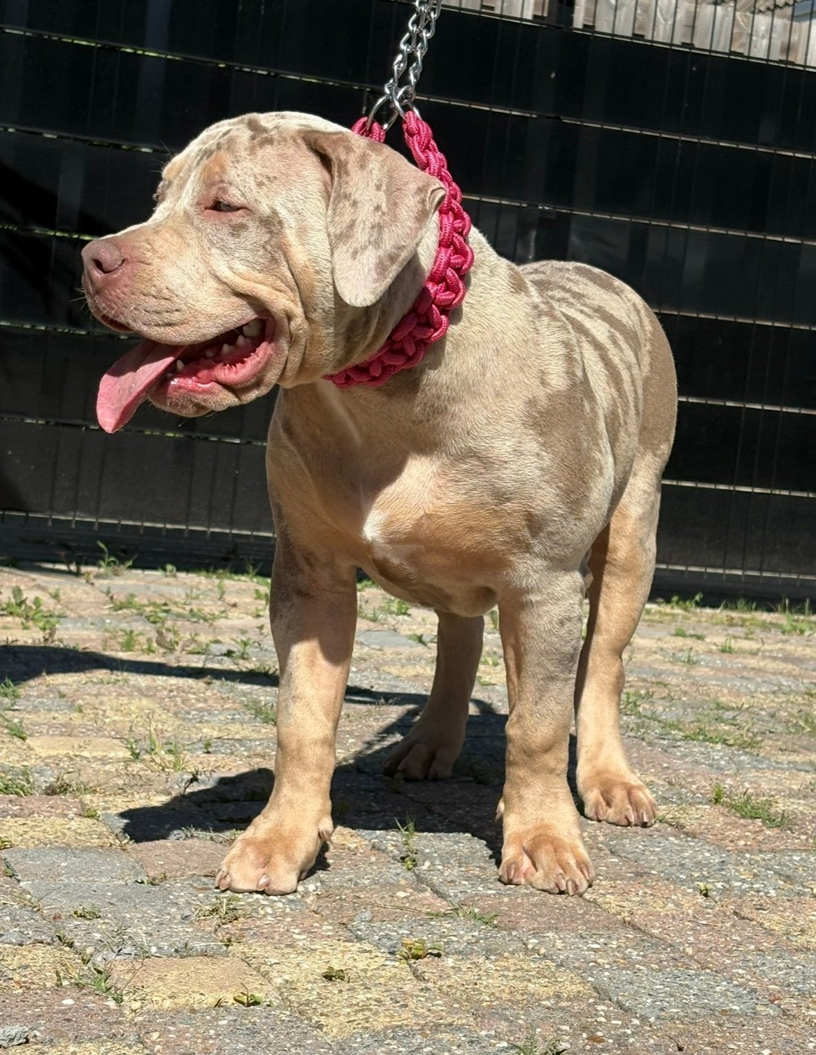 Bully xl teefje 5 maanden, Dieren en Toebehoren, Particulier, Rabiës (hondsdolheid), 15 weken tot 1 jaar, Overige rassen