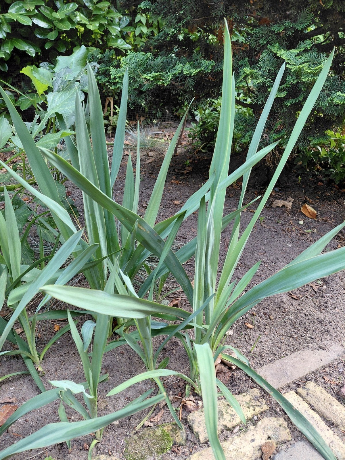 mooie jonge 2 jarige agave,s 30/40 hoog  8 in totaal, Ophalen of Verzenden, Bloeit niet, Overige soorten, Volle zon