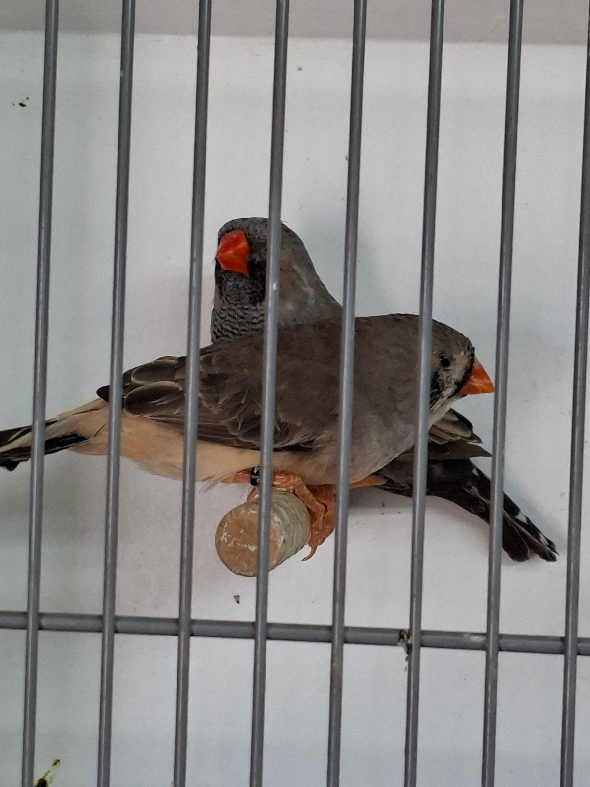 Charcoal x split charcoal, Meerdere dieren