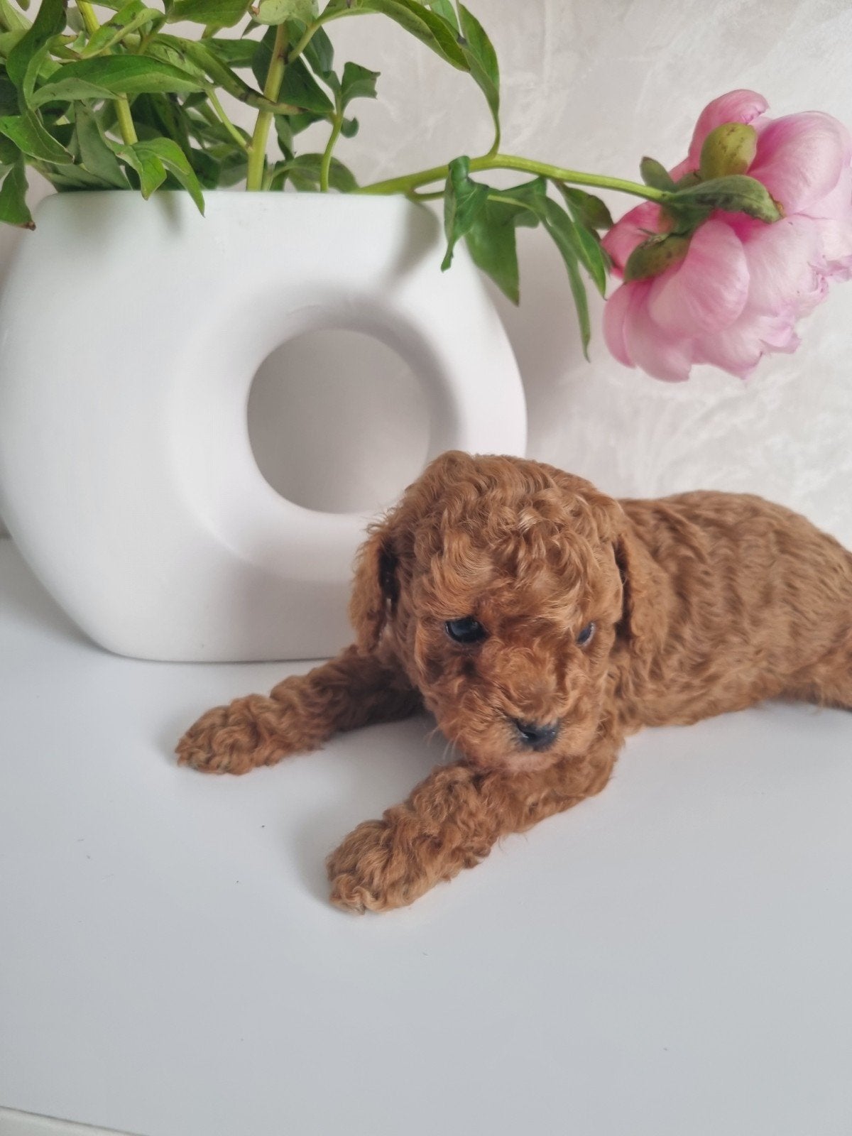 Prachtige Toy poedel pups, Dieren en Toebehoren, Honden | Chihuahua's en Gezelschapshonden, Poedel, Parvo, 8 tot 15 weken, Meerdere