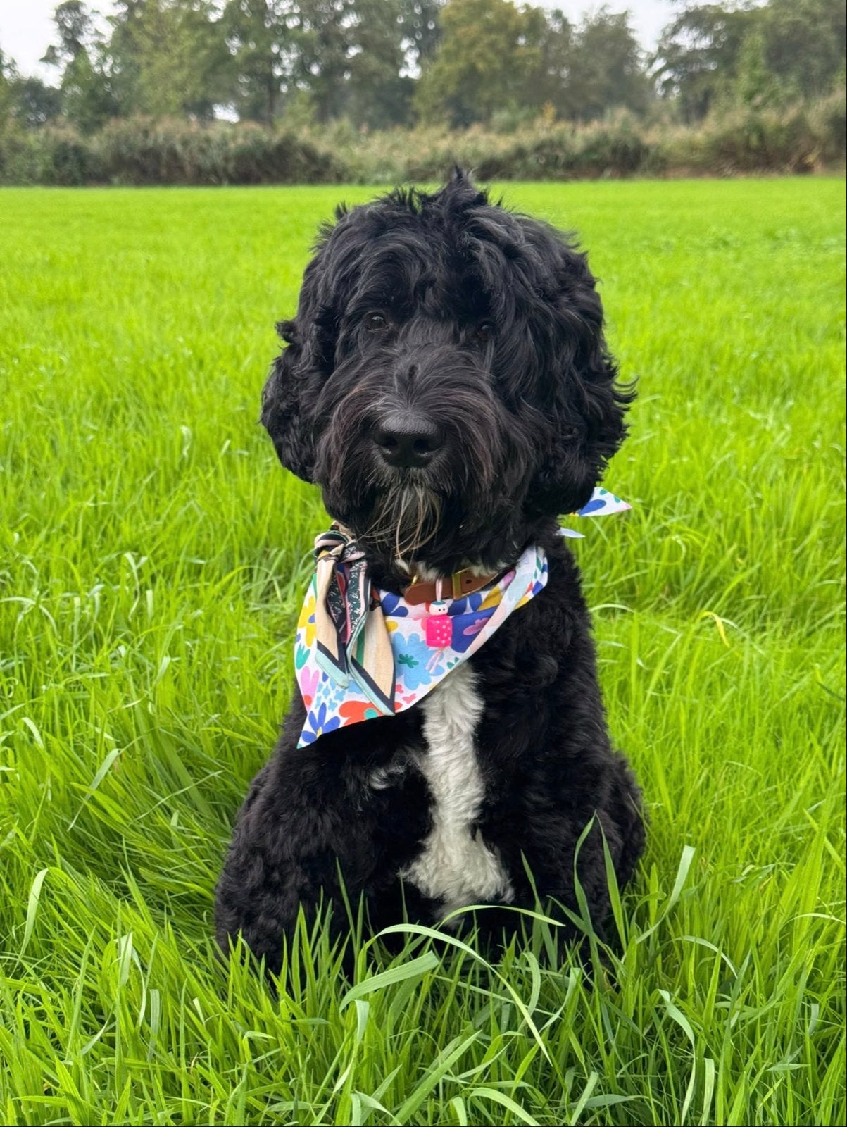 Australian labradoodle pups, 8 tot 15 weken, Meerdere, Meerdere dieren, CDV (hondenziekte)