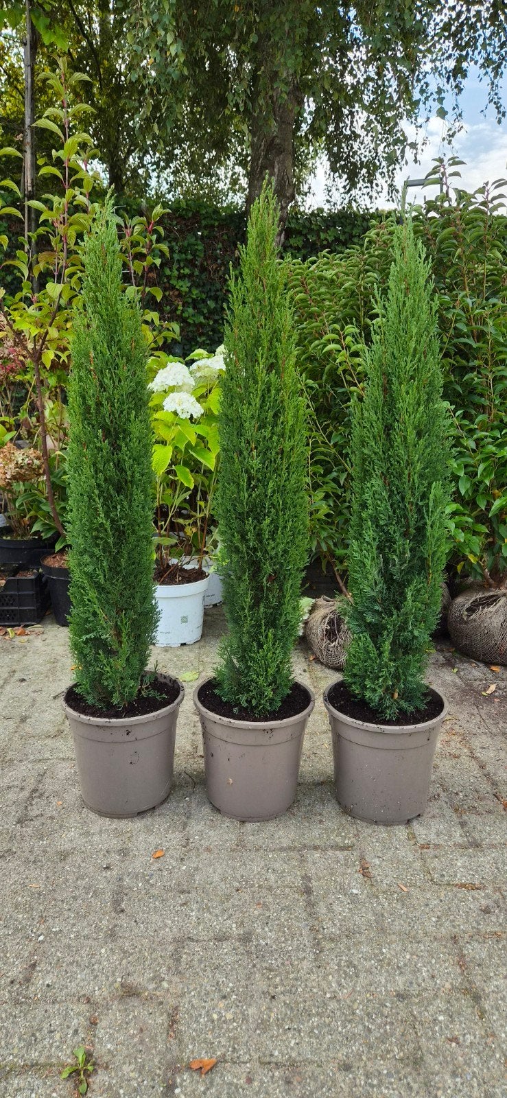 Cipres, Cupressus sempervirens totem, Tuin en Terras, Ophalen, Overige soorten, 100 tot 250 cm