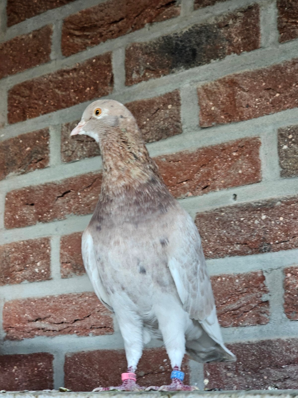 koppel birminghamrollers, Dieren en Toebehoren, Meerdere dieren, Tuimelaar of Roller