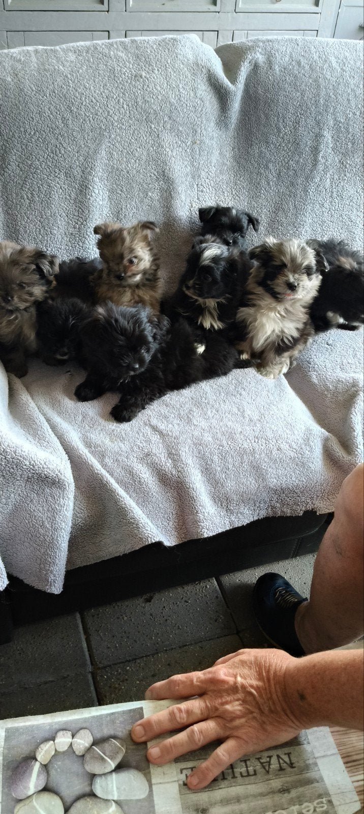 Te koop Boomer Pomeriaan pups, Dieren en Toebehoren, Honden | Chihuahua's en Gezelschapshonden, Overige rassen, Meerdere, Meerdere dieren