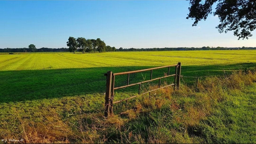 Weiland gezocht, Ophalen of Verzenden, Vee