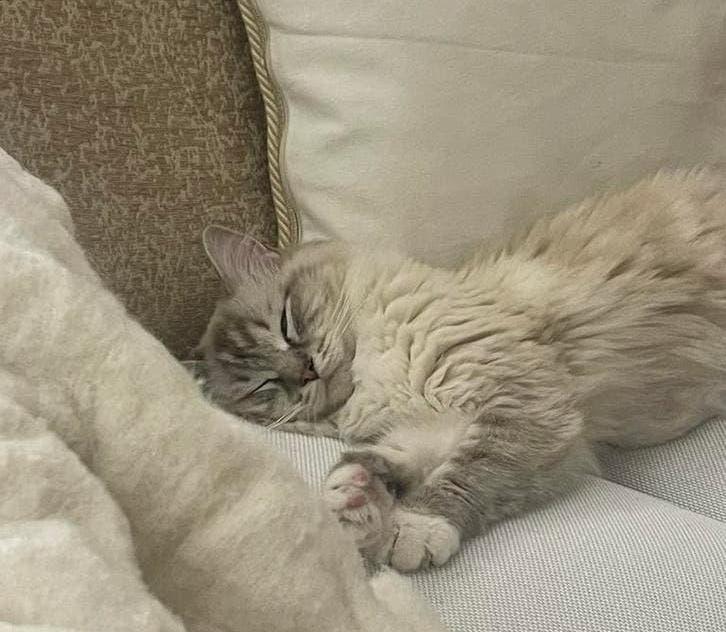 Schattige 100% Ragdoll poesjes, Meerdere dieren