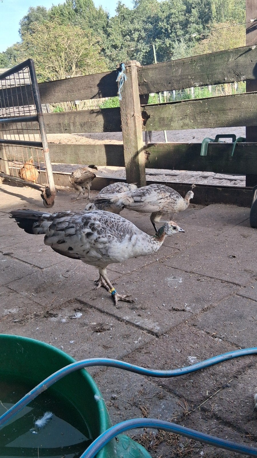 jonge pauwen, Dieren en Toebehoren, Meerdere dieren, Overige soorten