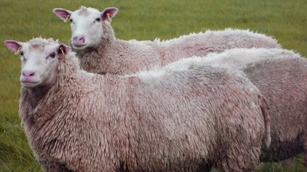 Gevraagd flevolander schapen, Vrouwelijk, Schaap
