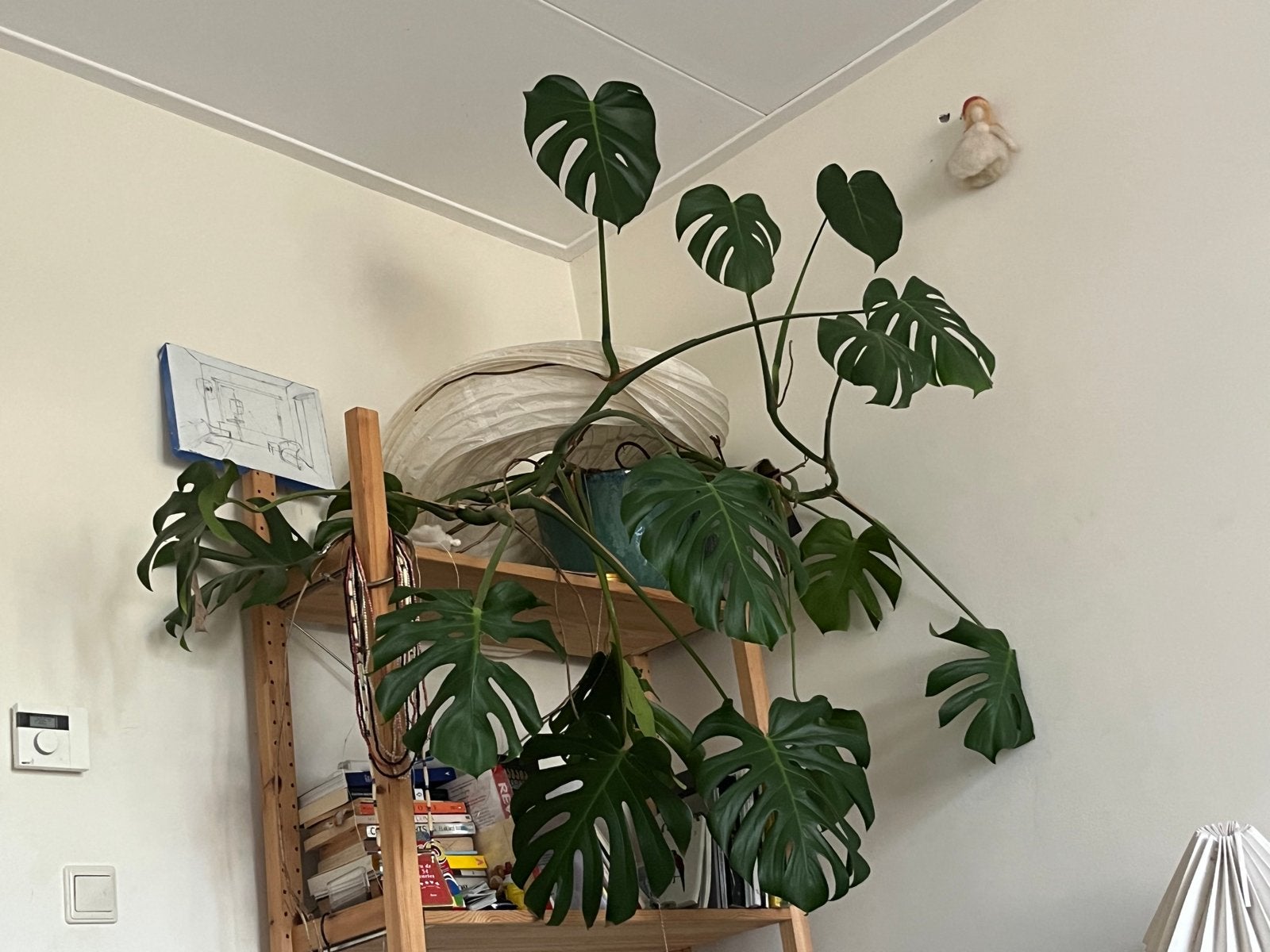 Grote Monstera plant in blauwe geglazuurde pot, Overige soorten, Vaste plant, Ophalen of Verzenden, Bloeit niet