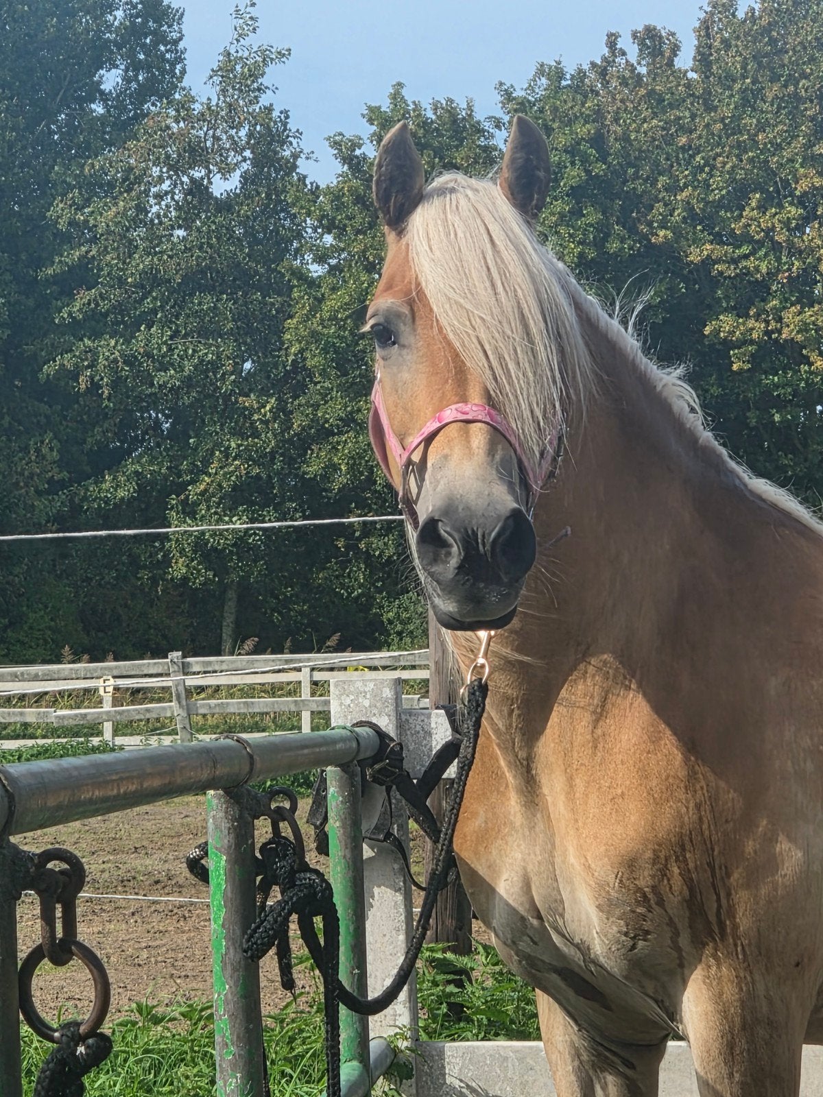 Prachtige lieve haflinger, Dieren en Toebehoren, Merrie, Met stamboom, L, 11 jaar of ouder