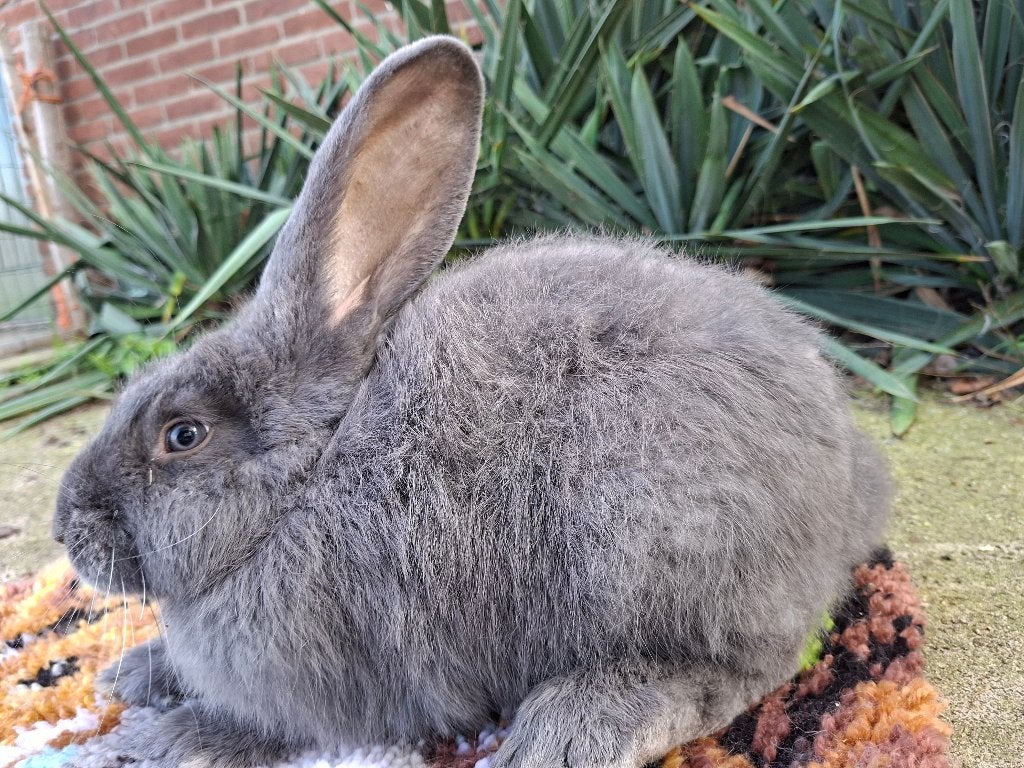duitse reus, Vrouwelijk, Groot, 0 tot 2 jaar