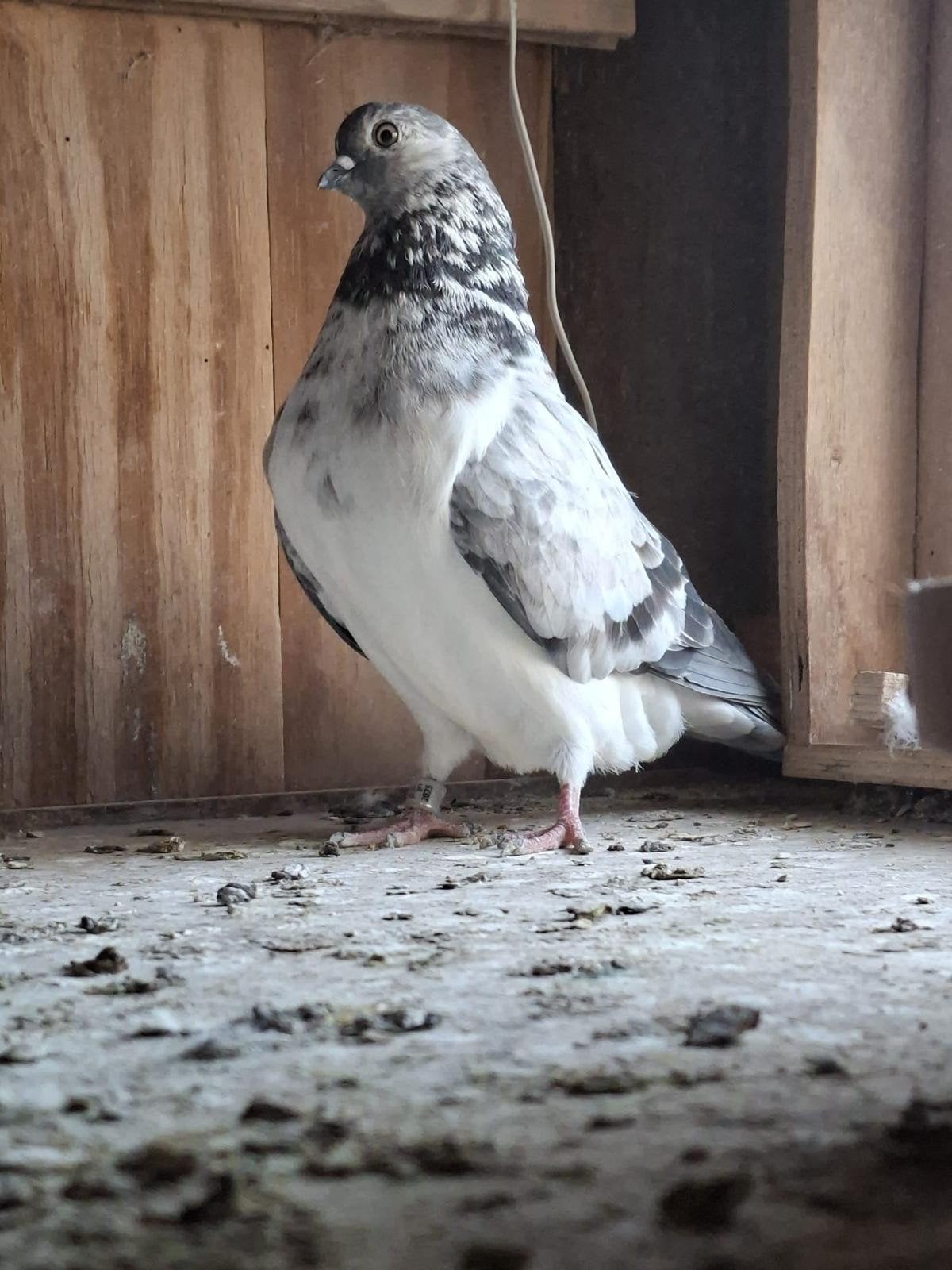 Gevraagd Amsterdamse Tipplers doffers., Dieren en Toebehoren, Vogels | Duiven, Mannelijk, Overige soorten