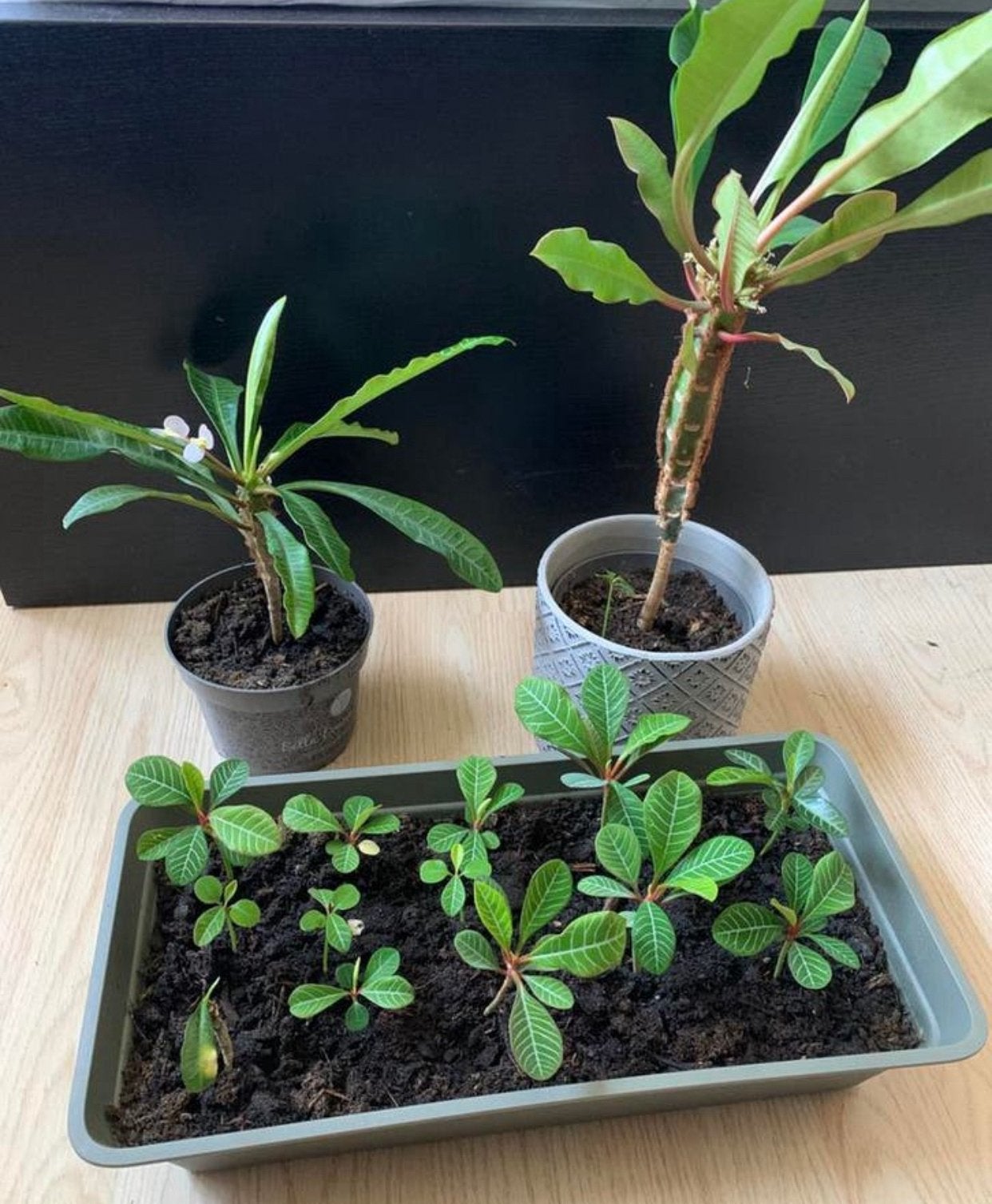 2 soorten madagascar jewel planten, Ophalen of Verzenden, Eenjarig, Groenteplanten, Volle zon