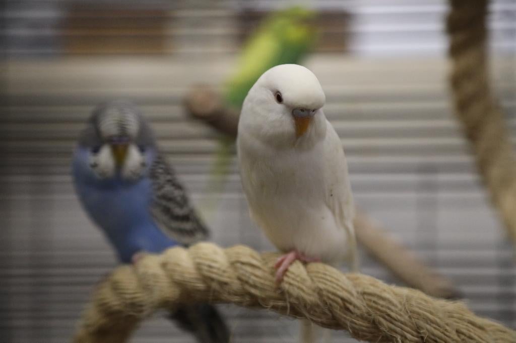 Jonge Baby Grasparkieten | Div. Kleuren | Handtam, Dieren en Toebehoren, Vogels | Parkieten en Papegaaien, Meerdere dieren, Parkiet
