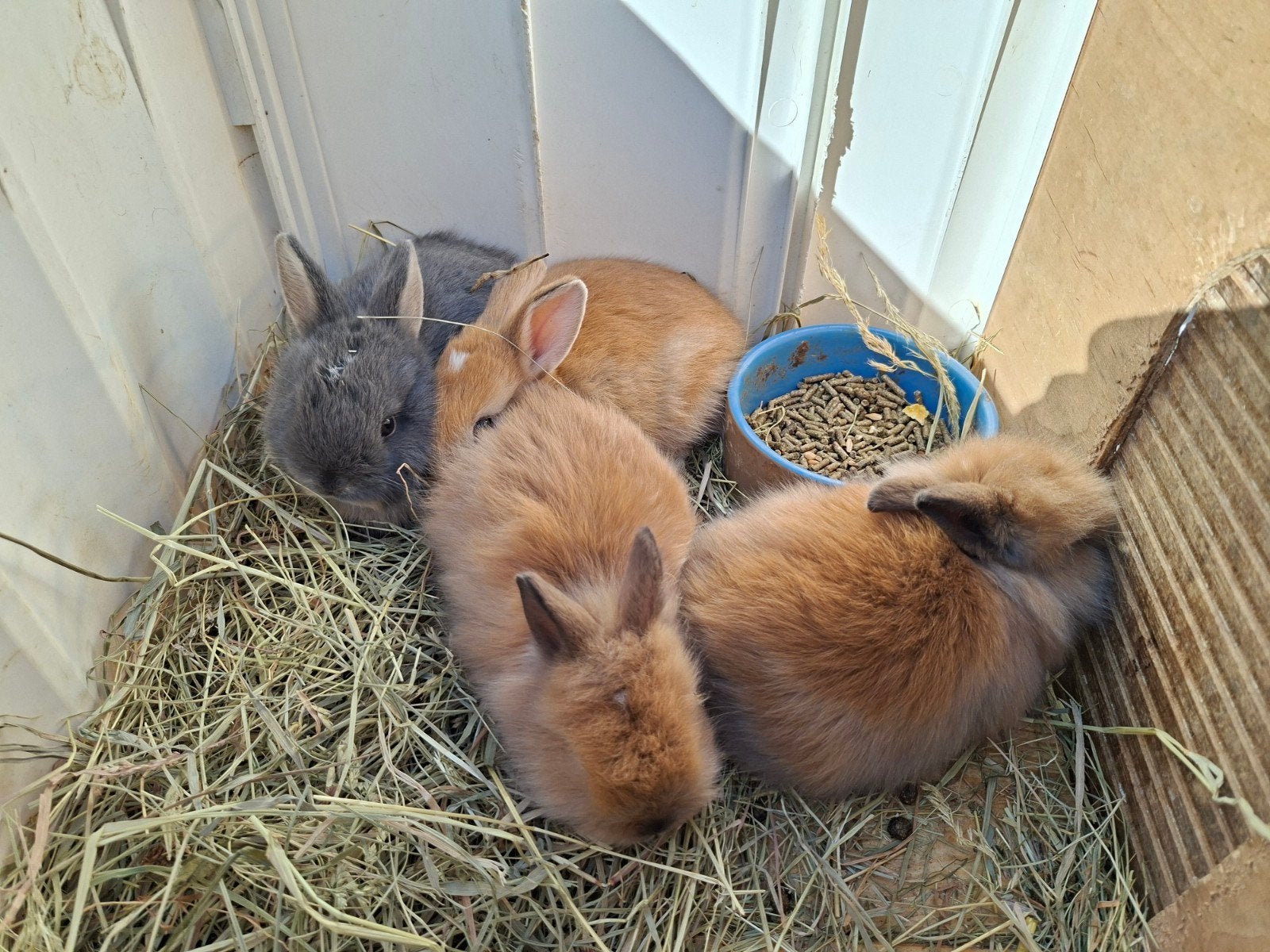 4 jonge lieve konijntjes, Dieren en Toebehoren