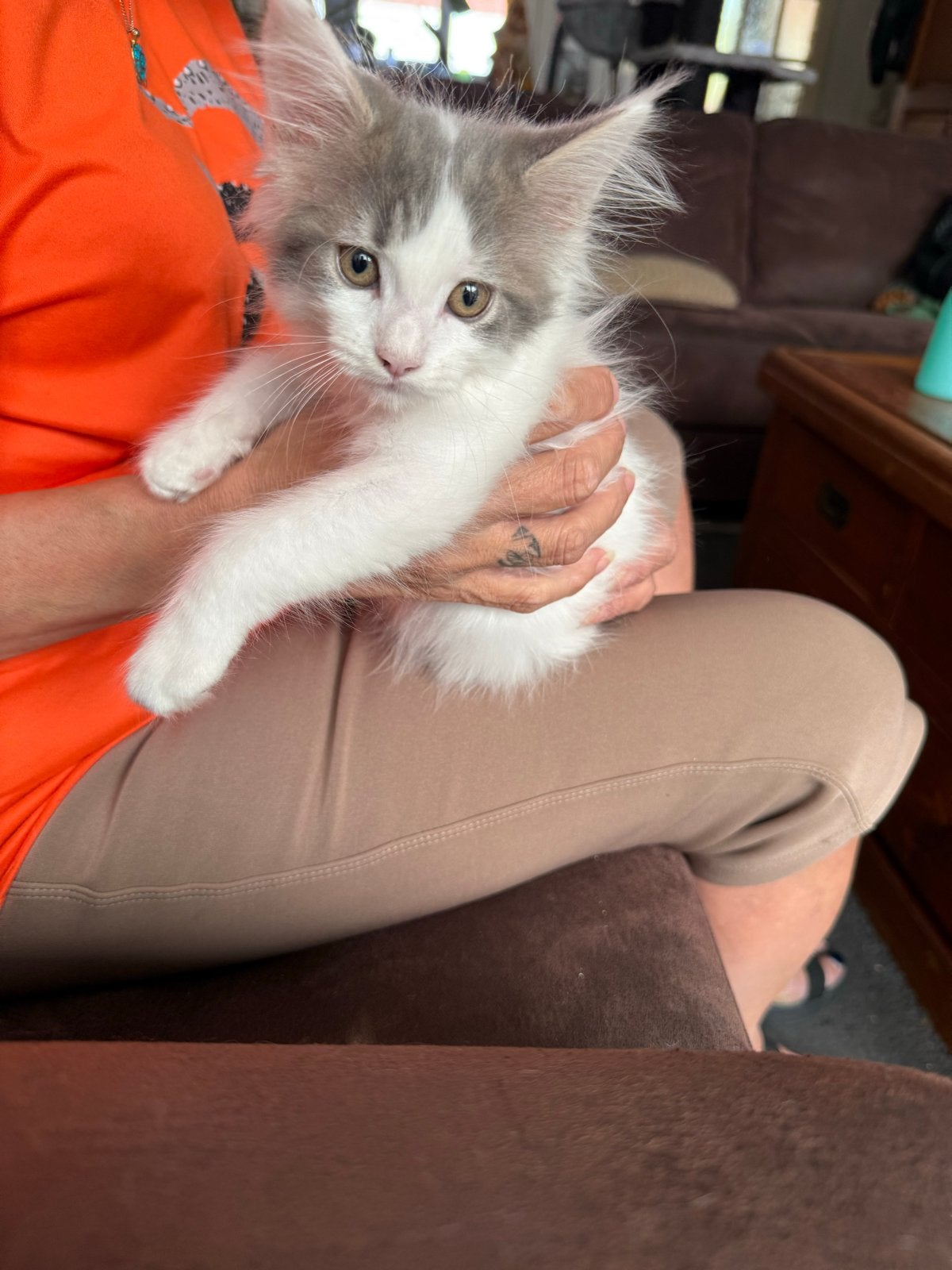 Main coon kittens te koop, Meerdere dieren, Ontwormd