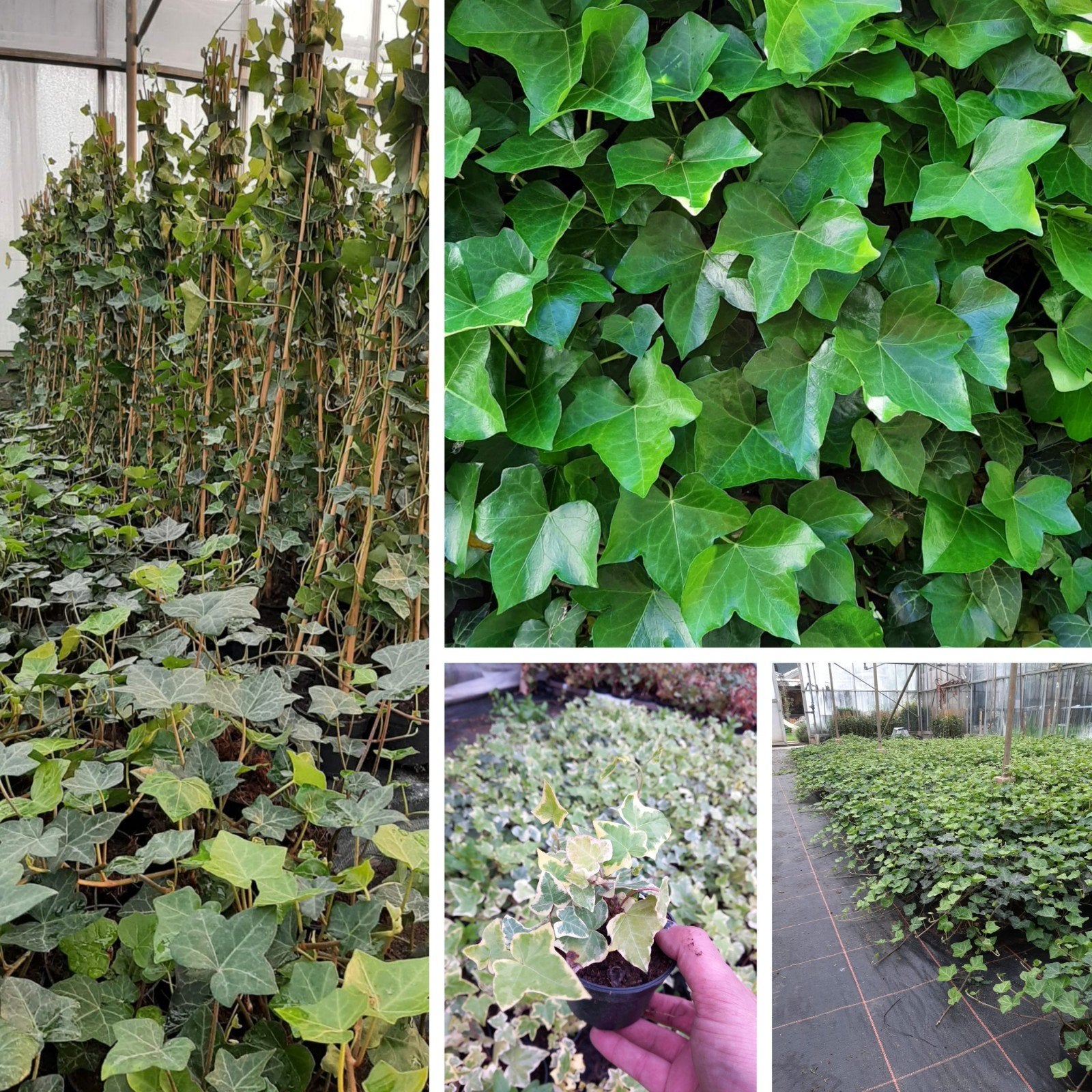 Klimop (Hedera herbenica) Aanbieding!, Ophalen, Bloeit niet, Klimplanten, Halfschaduw