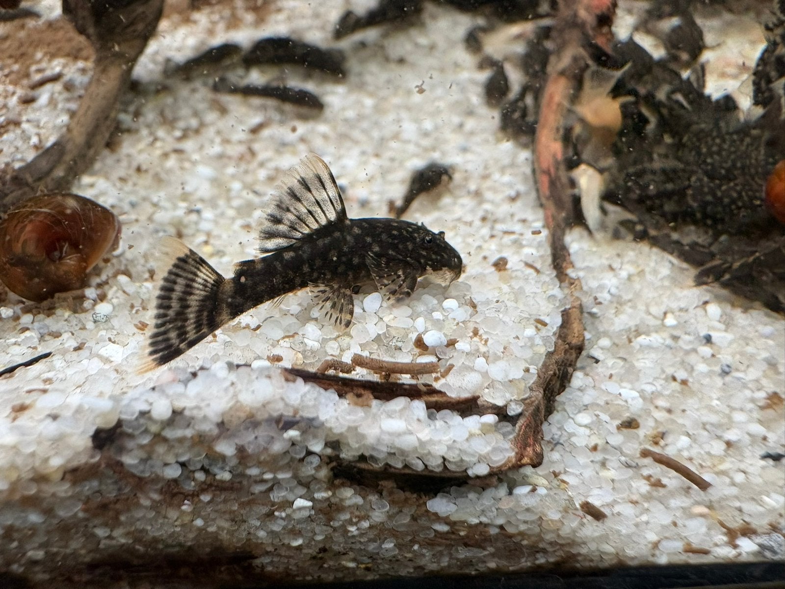 Jonge algeneter | Ancistrus | Bristlenose pleco, Vis, Zoetwatervis