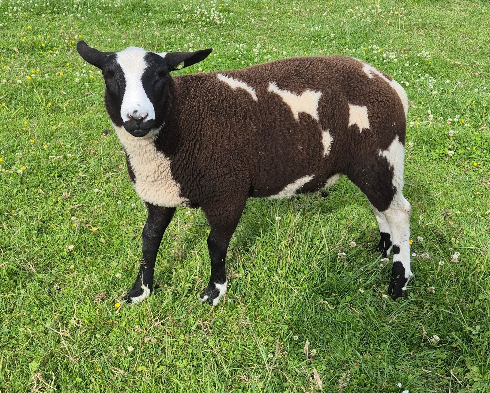 Makke bonte ram, Mannelijk, Schaap, 0 tot 2 jaar