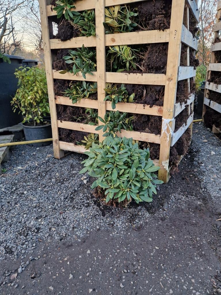 Rhododendron yakushimanum types - Goedkoopste van NL, Vaste plant, Halfschaduw, Lente, Ophalen