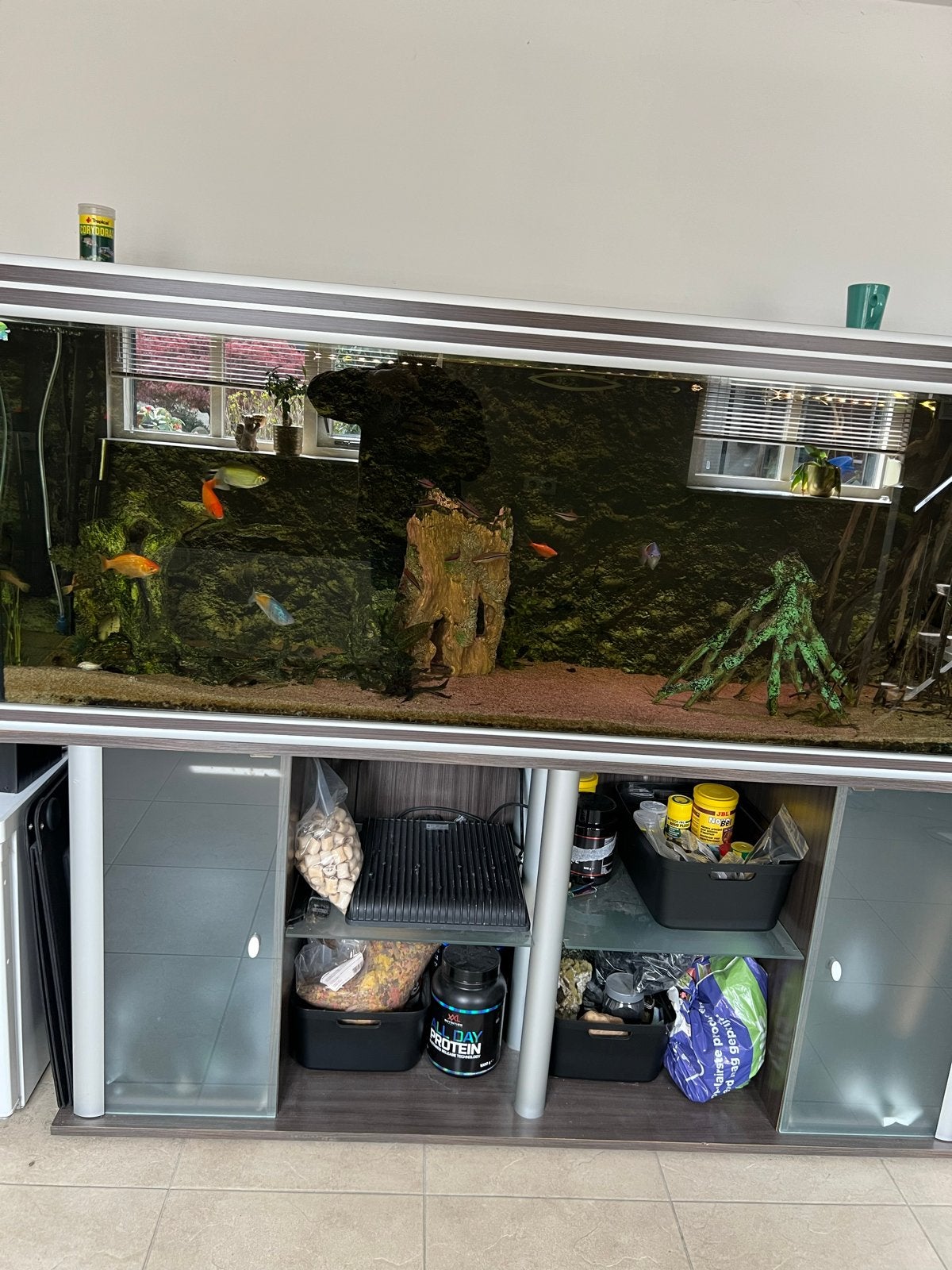 COMPLETE AQUARIUMSET TE KOOP – 2000 MM, Ophalen, Gevuld zoetwateraquarium
