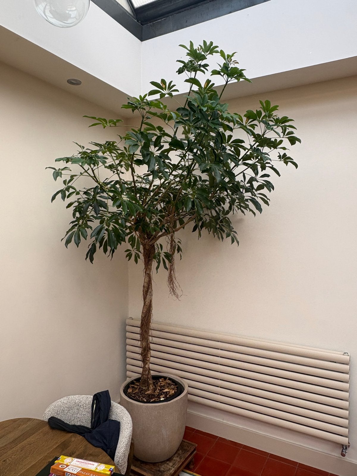 Grote Schefflera Kamerplant - 220+ cm hoog, Huis en Inrichting, Kamerplanten, Ophalen, 200 cm of meer, Overige soorten, Halfschaduw