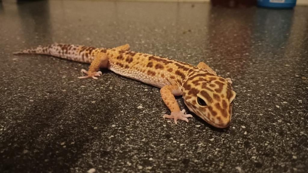 Luipaard gecko Leopard Gecko - unknown for sale from Harm