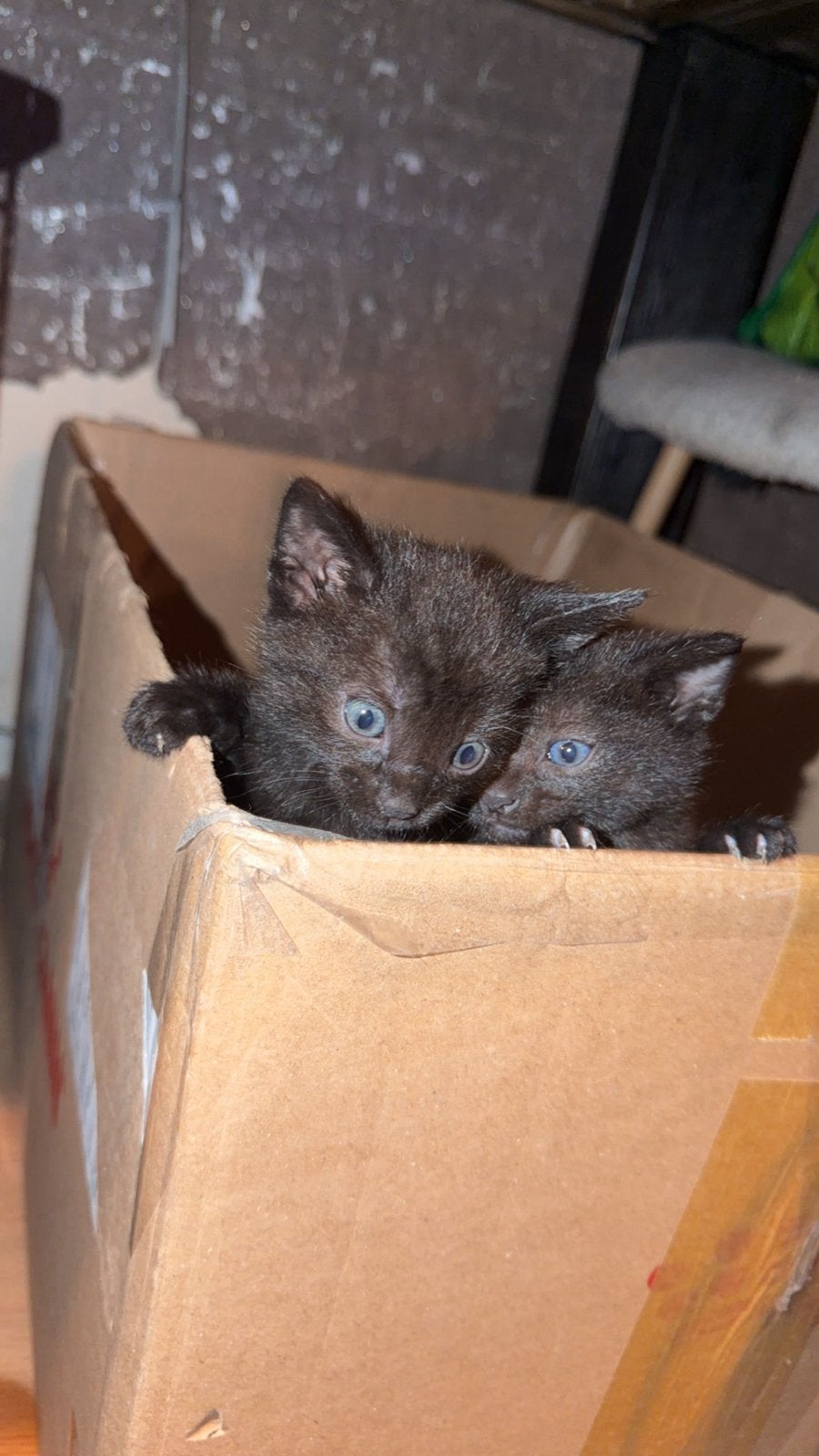 zwarte poesjes zoeken een gouden mandje!, Poes, Kortharig, 0 tot 2 jaar