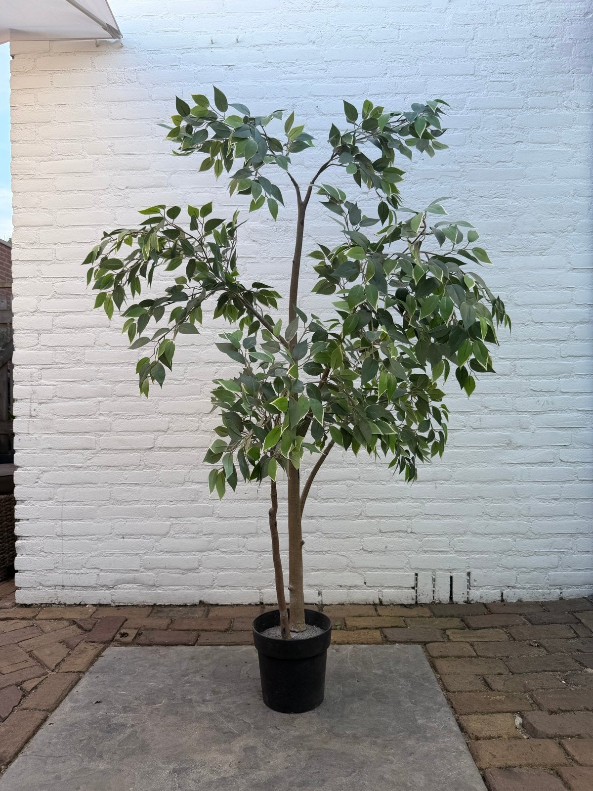FEJKA Kunstplant Ficus Benjamin, 170 cm hoog, Ophalen, Binnen, Groen, Kunstplant