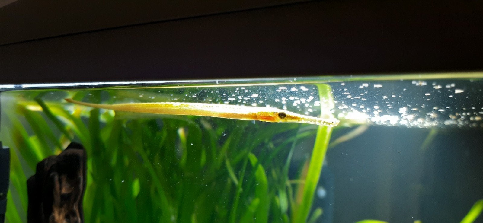 Naald vis, Vis, Zoetwatervis