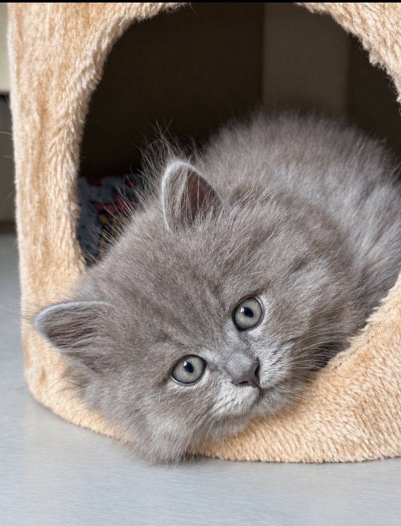 Britse Langhaar kittens, Poes, Ontwormd, 0 tot 2 jaar