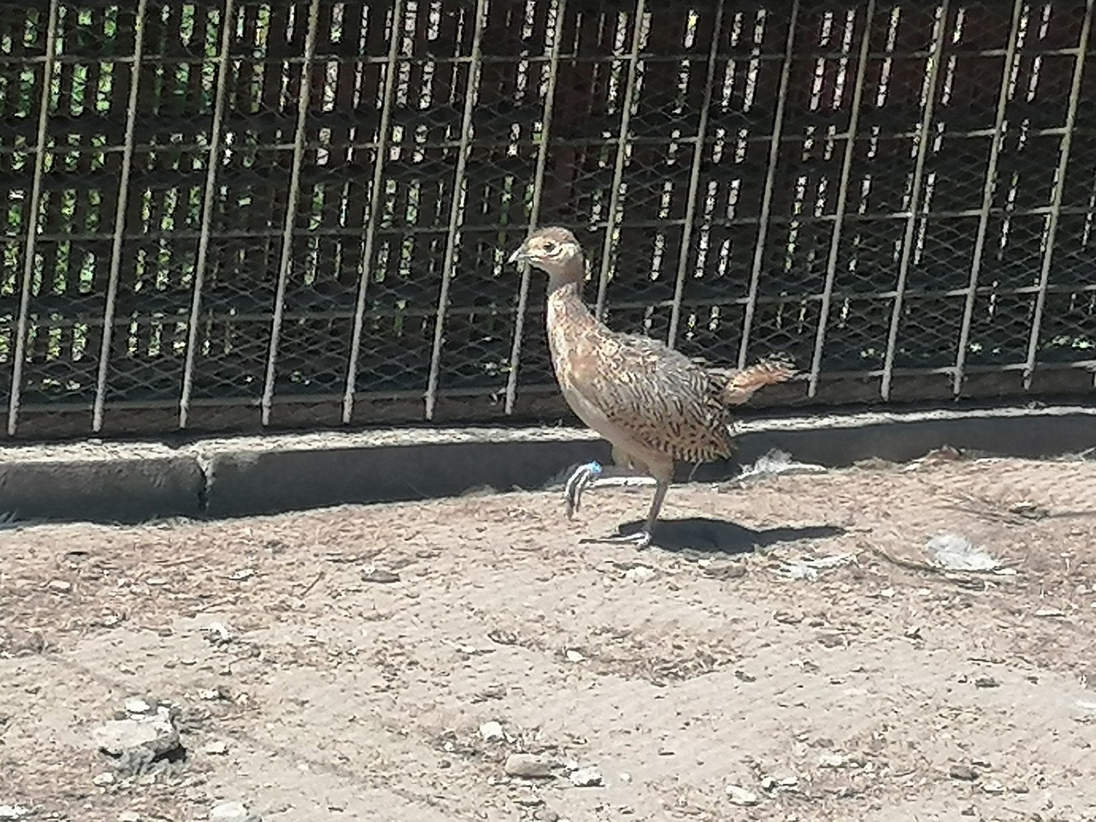 Jonge bosfazanten, Dieren en Toebehoren, Geslacht onbekend, Overige soorten
