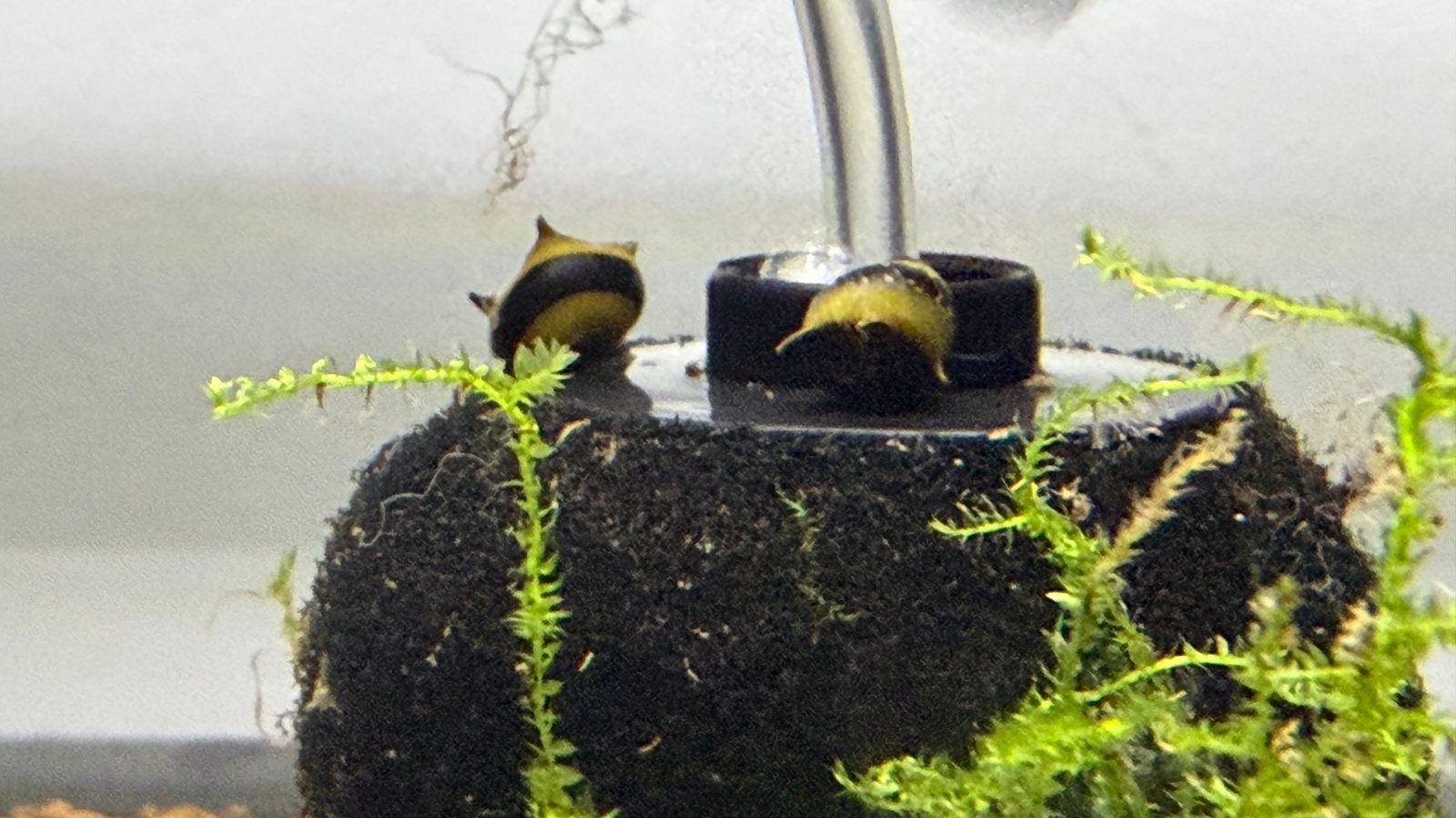 Clithon Yellow horn snail ( MAANDAANBIEDING ), Dieren en Toebehoren, Slak of Weekdier