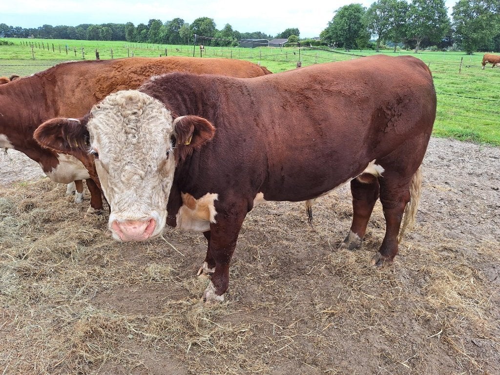 Hereford Stamboek stier, Dieren en Toebehoren, Runderen, Mannelijk, 0 tot 2 jaar