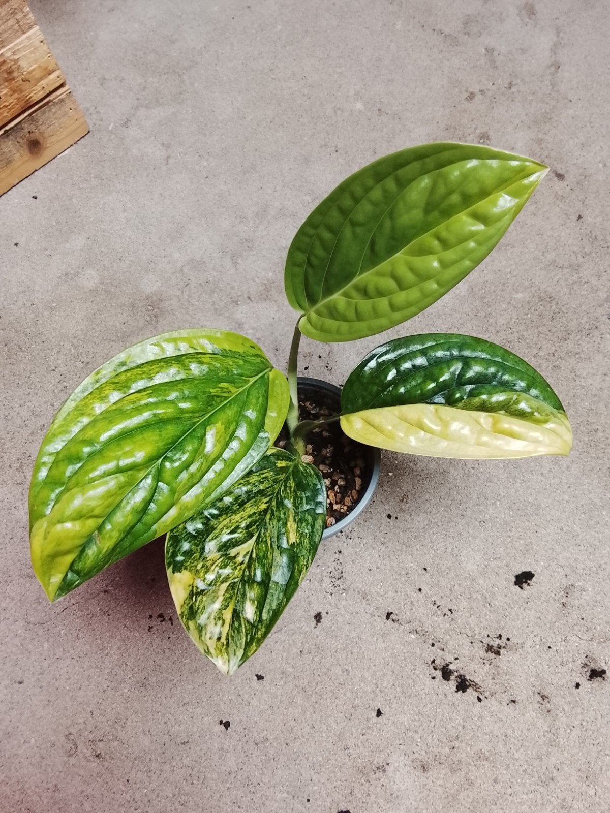 Monstera Karstenianum Aurea Variegata plant, Ophalen of Verzenden