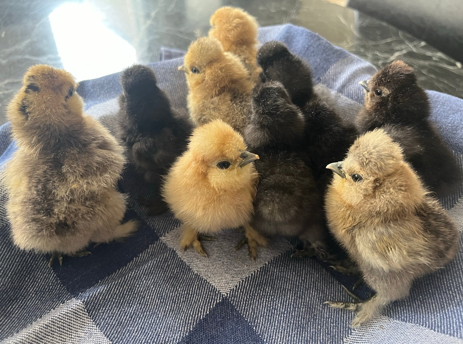 Verwacht rond 1 juli: zijdehoen kuikens 🐣, Dieren en Toebehoren, Pluimvee, Geslacht onbekend, Kip