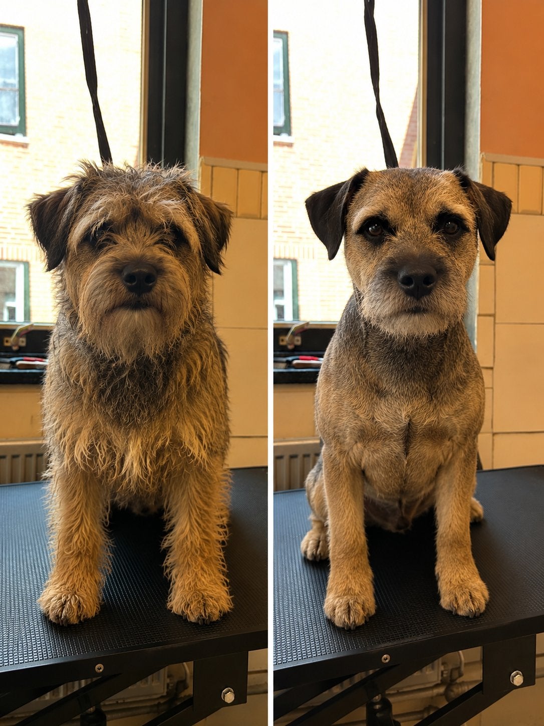 Ruwharige hond plukken | Specialist | Vanaf €65, Trimmen of Verzorging