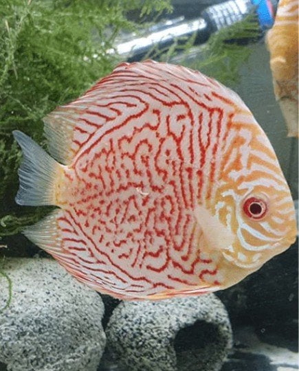 white tiger Discus - ca 10 cm- Koi Dream Valburg, Dieren en Toebehoren, Vis, Zoetwatervis