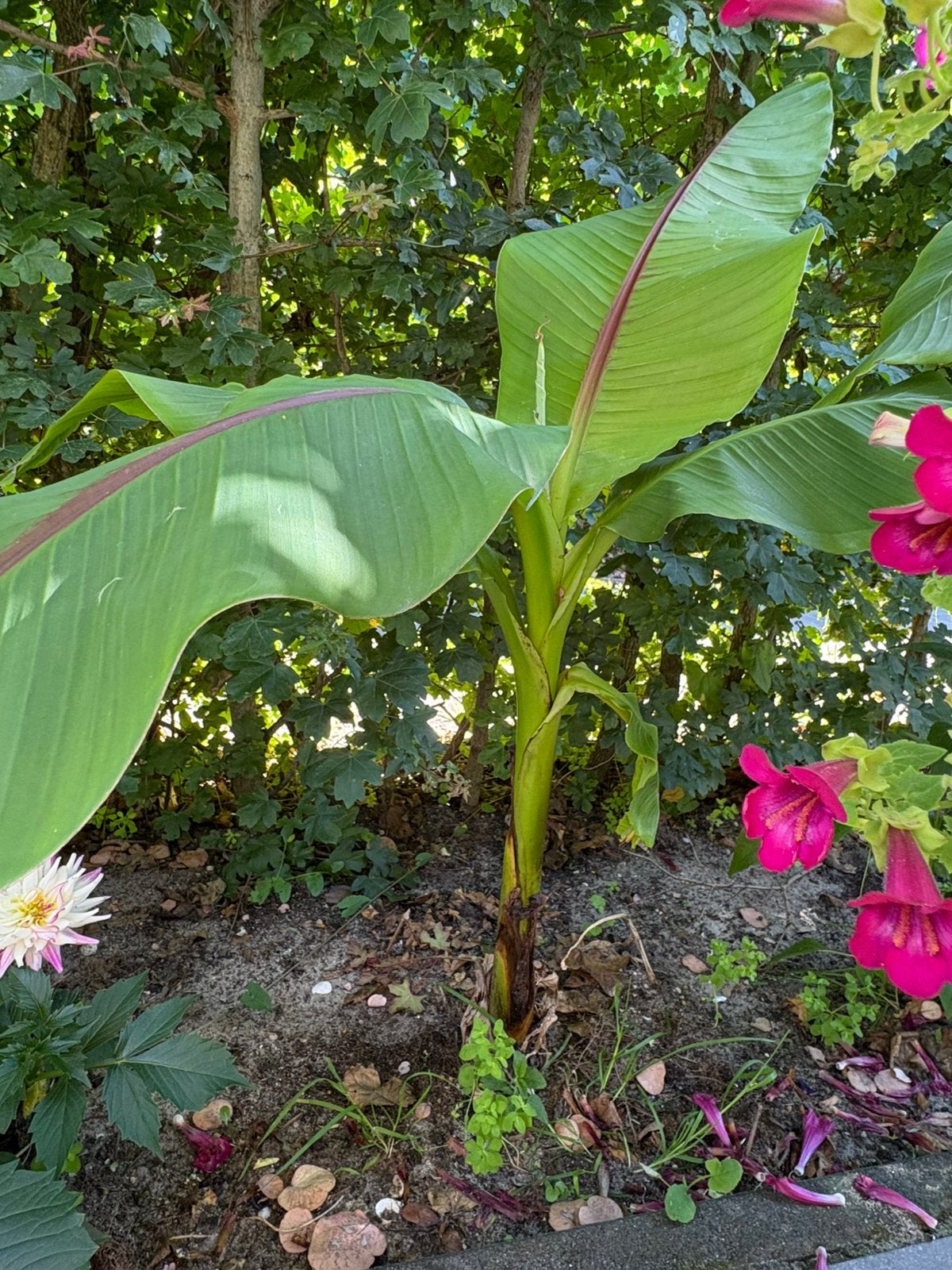 Bananenbomen van het soort Musa Basjoo, Overige soorten, Lente, Minder dan 100 cm, Ophalen