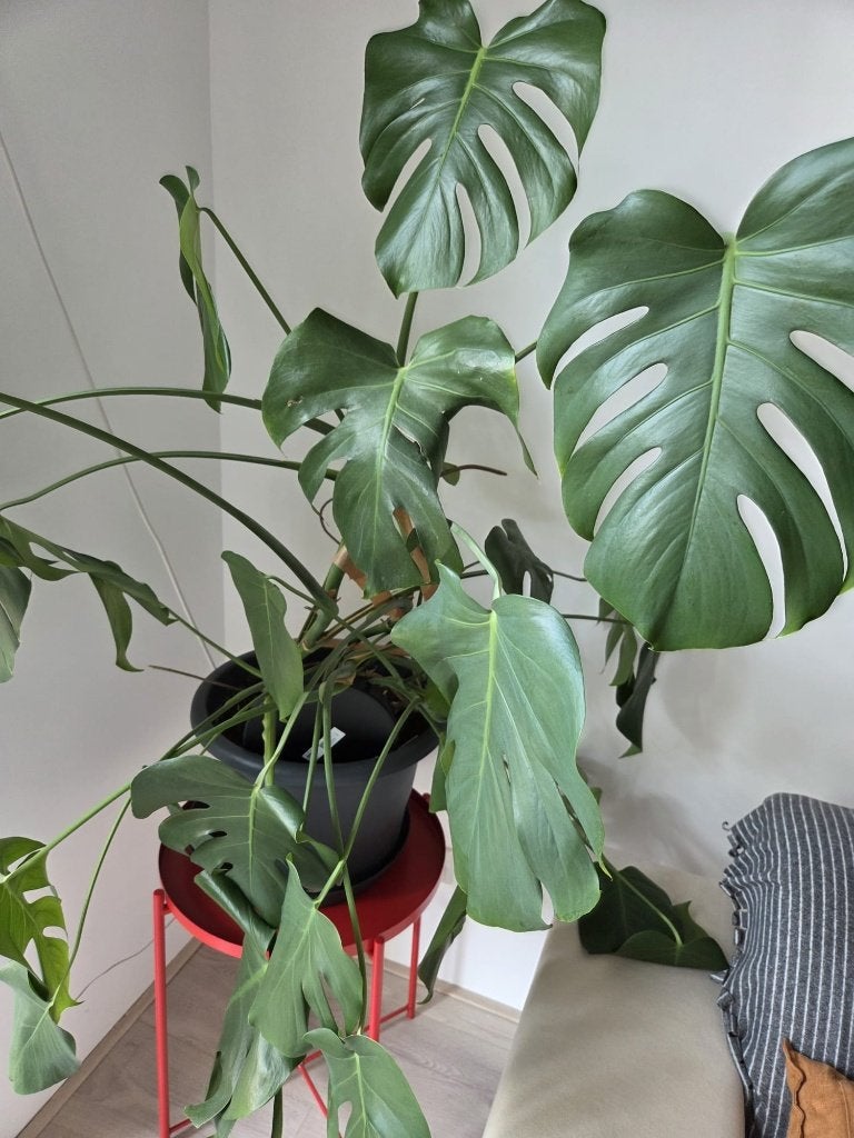 Grote Monstera Deliciosa inclusief bloempot, Huis en Inrichting, Kamerplanten, Ophalen, 100 tot 150 cm, Overige soorten, Halfschaduw