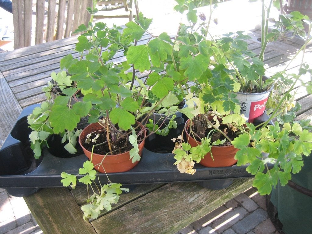 stekjes Akelei, Volle zon, Ophalen of Verzenden, Lente, Groenteplanten