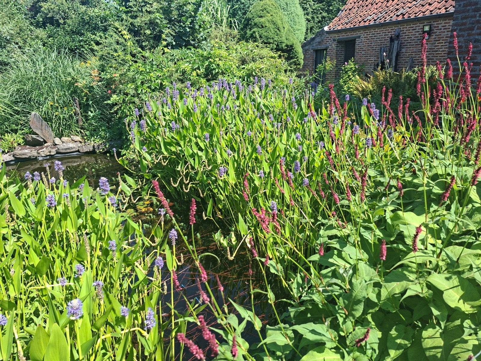 vijverplanten gratis, Tuin en Terras, Ophalen
